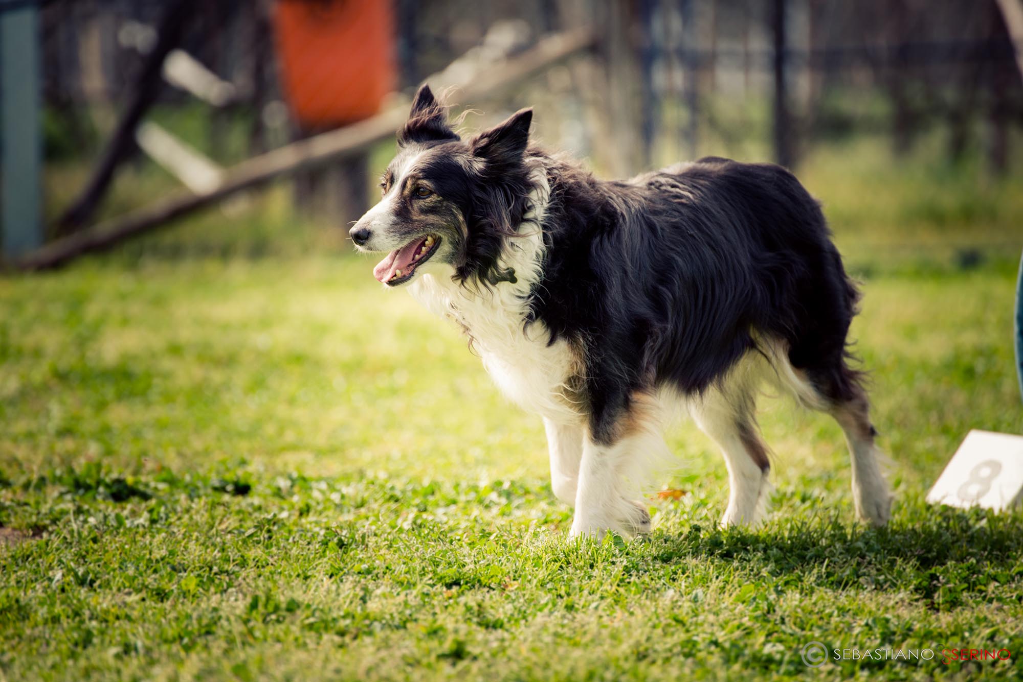 Rally Obedience